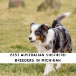 Australian Shepherd Breeders in Michigan