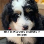 Bernedoodle Breeders in Oregon