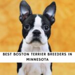 Boston Terrier Breeders in Minnesota