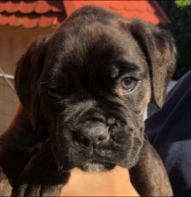 10 Best Boxer Breeders In Pennsylvania 2022 We Love Doodles