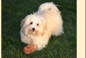 Brylee Angels Havanese