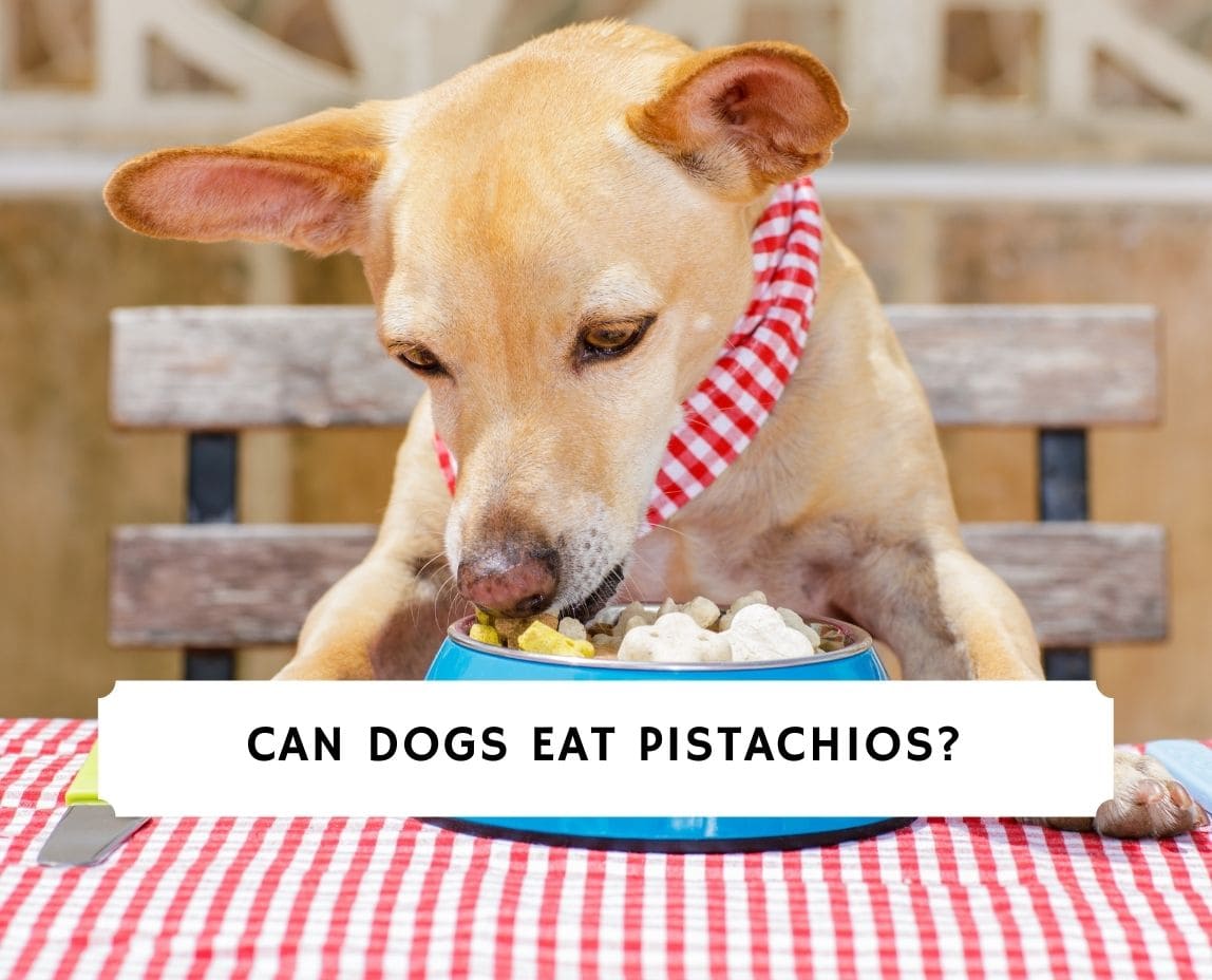 are pistachios bad for a dog