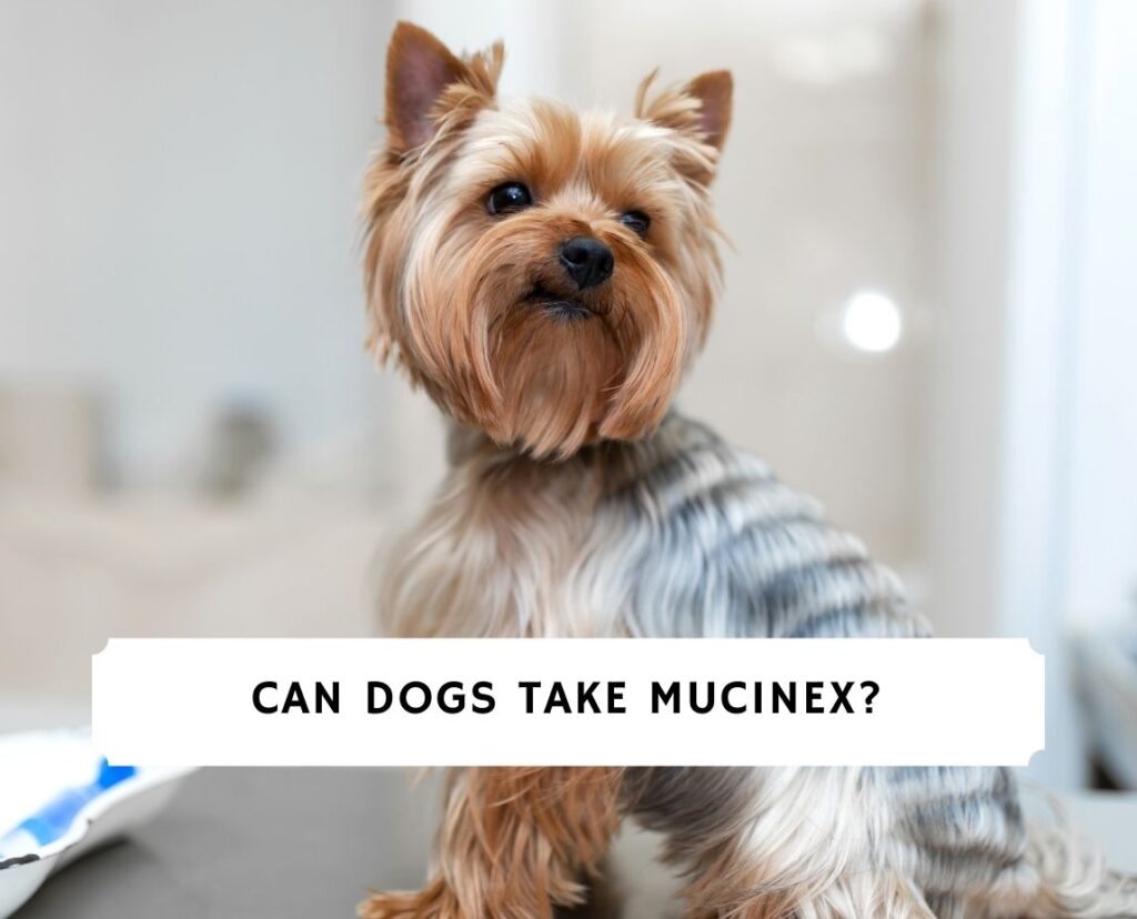 Can Dogs Take Mucinex?