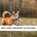Corgi Breeders in Michigan