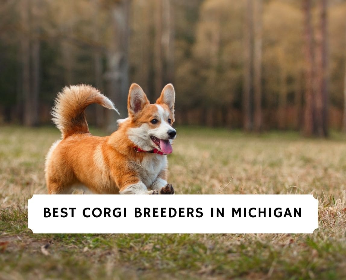 Top best sale corgi breeders