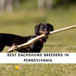 Dachshund Breeders in Pennsylvania