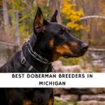 Doberman Breeders in Michigan