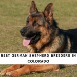 German Shepherd Breeders in Colorado
