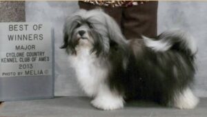 Havacasa Havanese