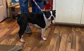 Lucky k hot sale boston terriers