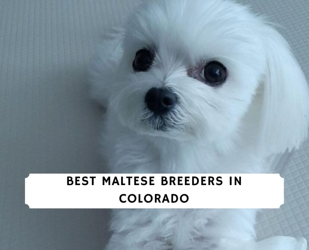 8 Best Maltese Breeders in Colorado! (2024) We Love Doodles