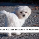 Maltese Breeders in Michigan