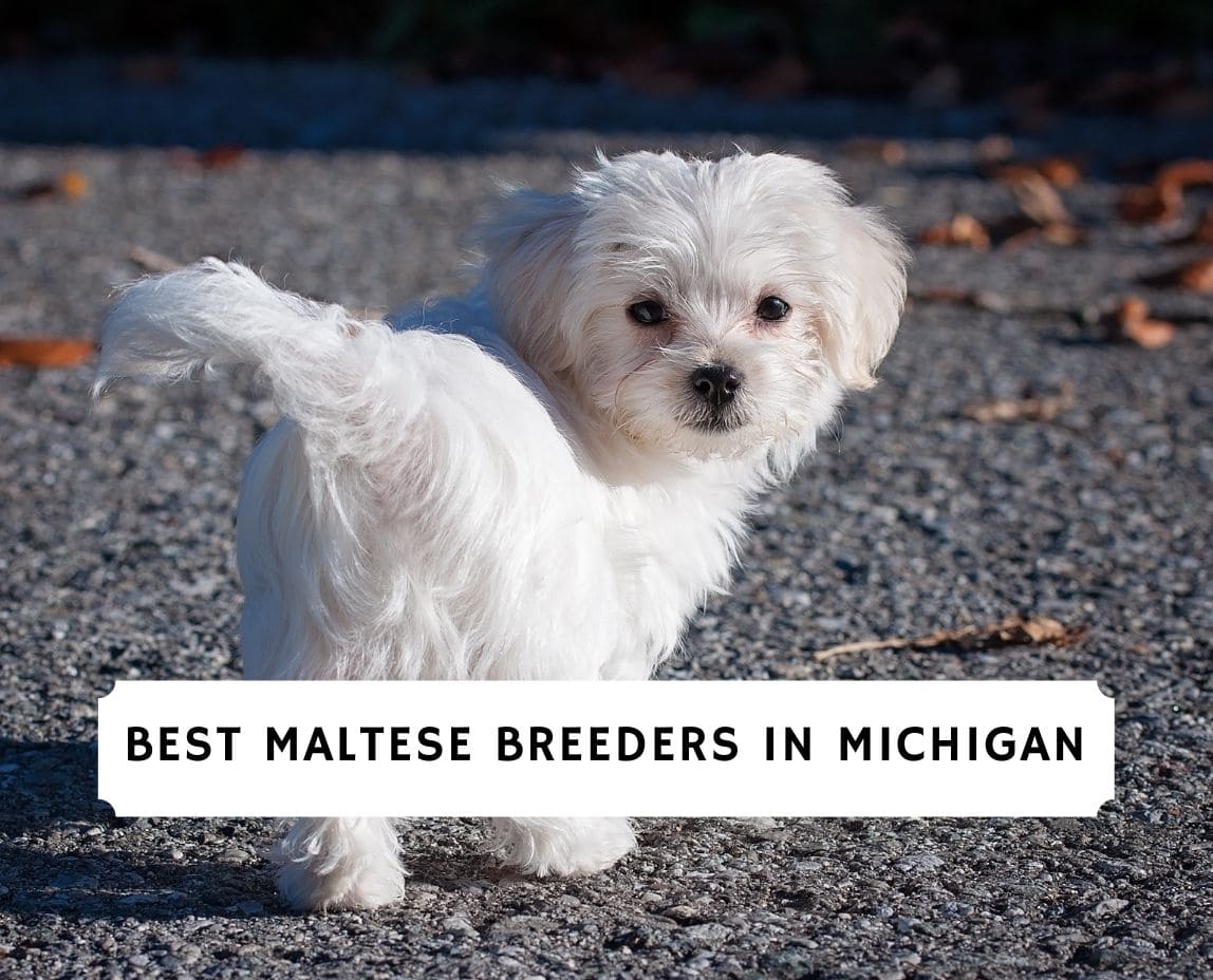 Best maltese breeders near hot sale me