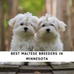 Maltese Breeders in Minnesota