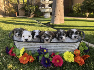 Ohana Havanese