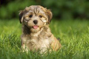 Prairie Dreams Havanese