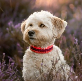 Puppies and Kids Havanese