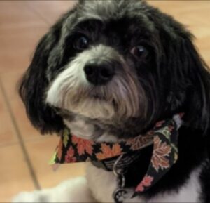 PuppySpot's Havanese United States