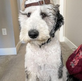 6 Best Sheepadoodle Breeders in Colorado! (2024) - We Love Doodles