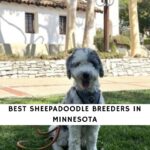 Sheepadoodle Breeders in Minnesota