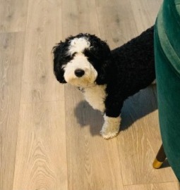 Sheepadoodle Puppies For Sale in Colorado