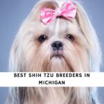 Shih Tzu Breeders in Michigan