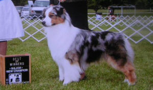 Star Australian Shepherds