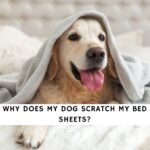 Why Does My Dog Scratch My Bed Sheets