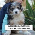 Aussiedoodle Puppies In Kentucky - Top 9 Breeders