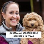 Australian Labradoodle Breeders In Texas