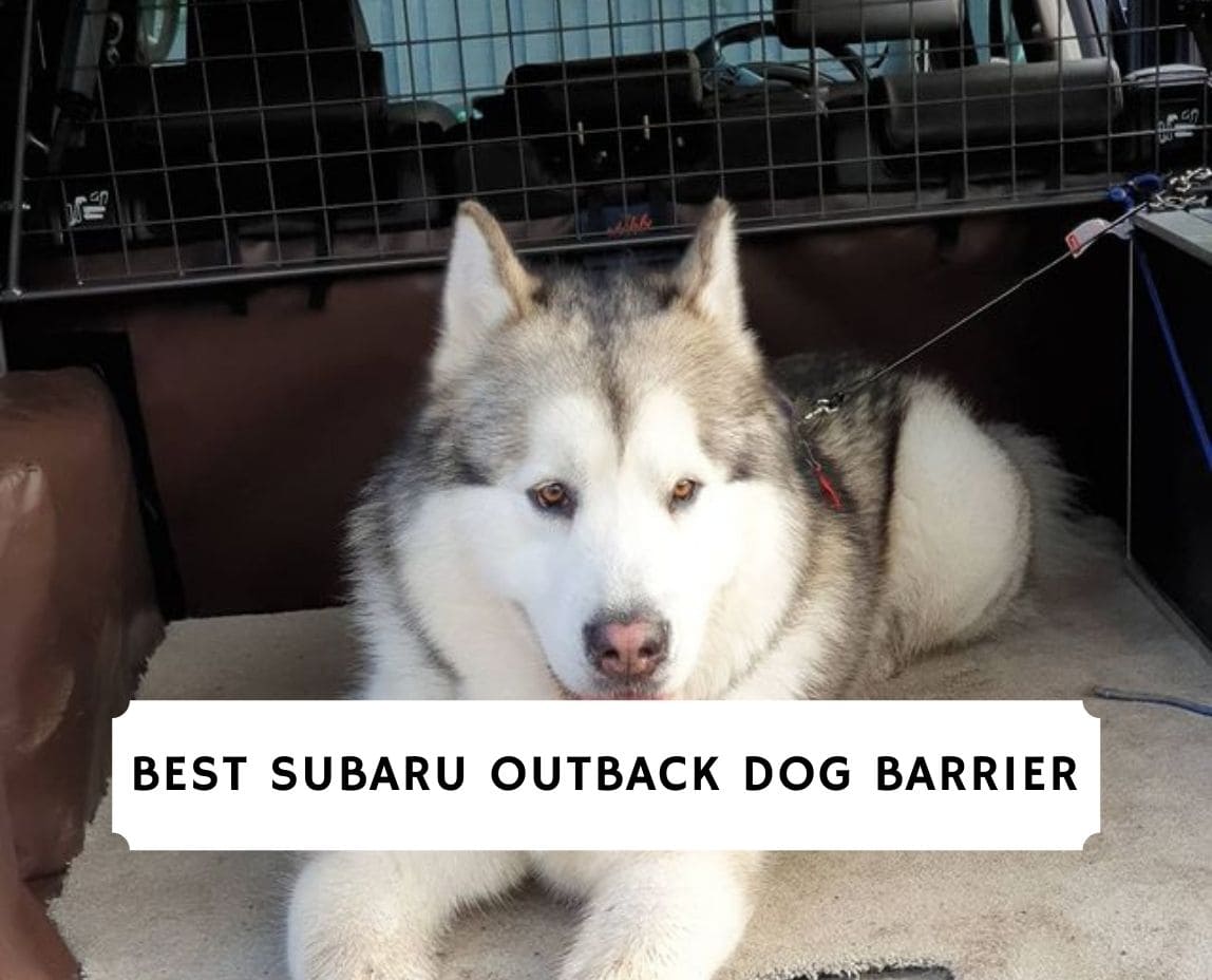 best dog barrier for subaru outback