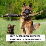 6 Best Australian Shepherd Breeders in Pennsylvania