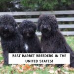 Best Barbet Breeders in the United States!