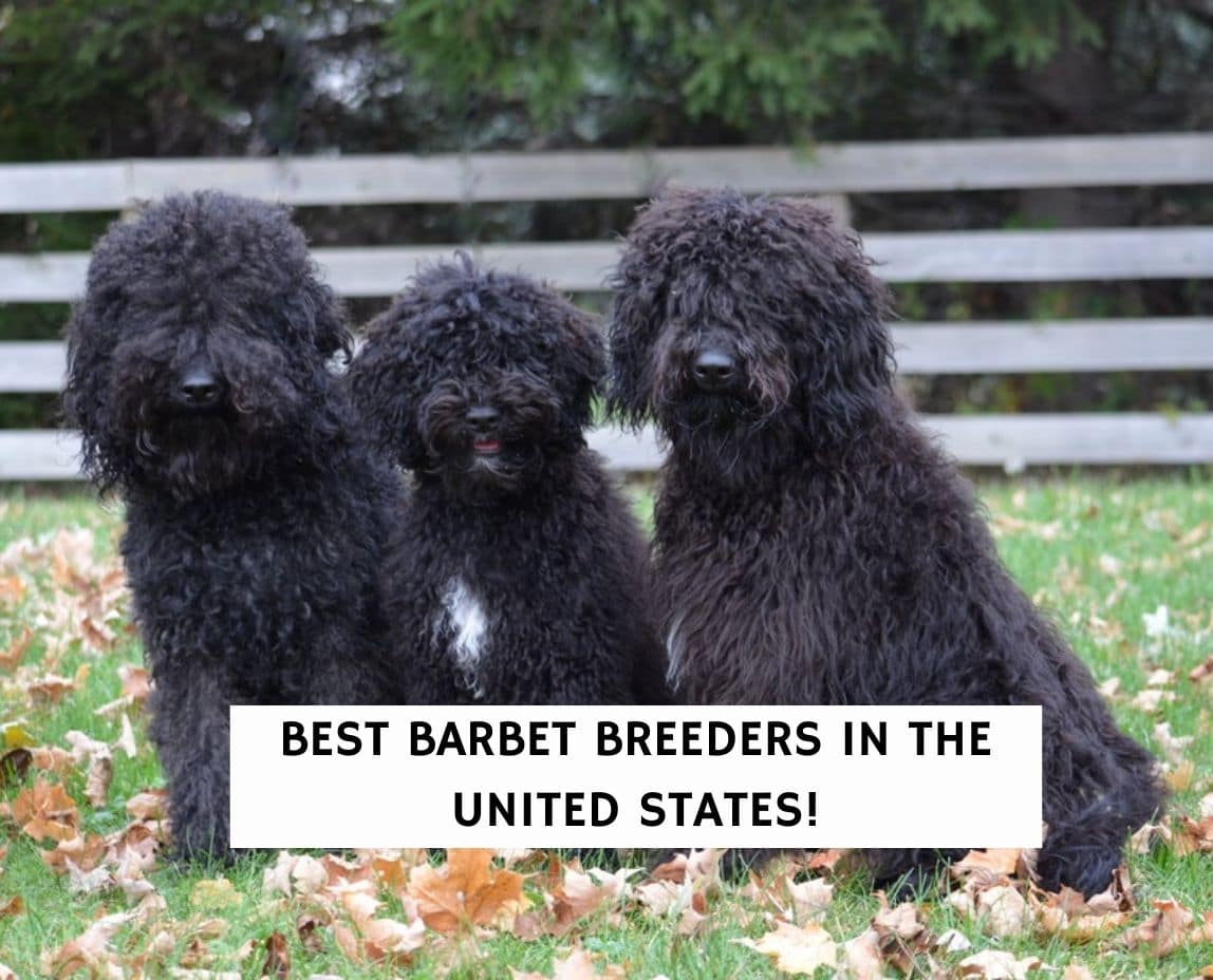 is a barbet a good family dog