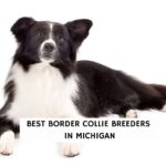 Best Border Collie Breeders in Michigan
