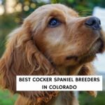 7 Best Cocker Spaniel Breeders In Colorado!