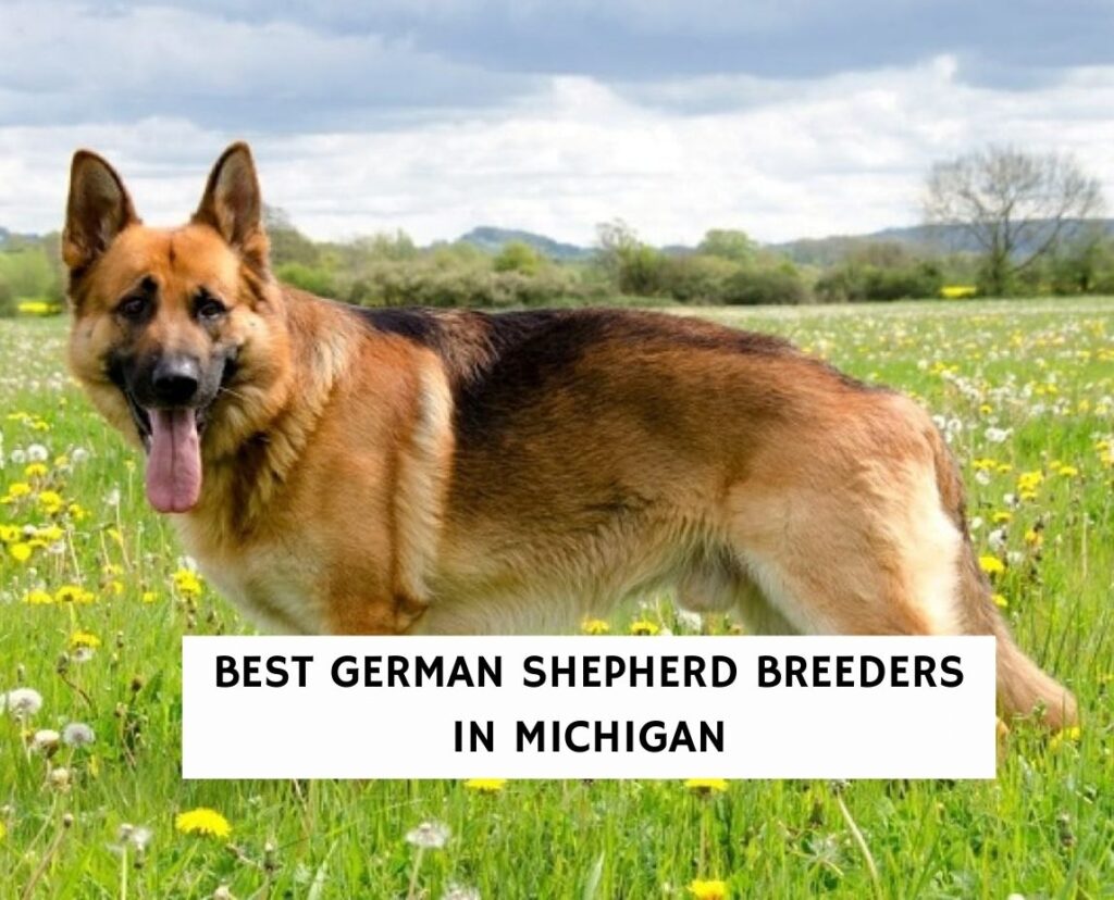 6 Best German Shepherd Breeders in Michigan!