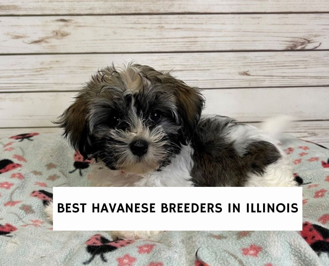 6 Best Havanese Breeders in Illinois