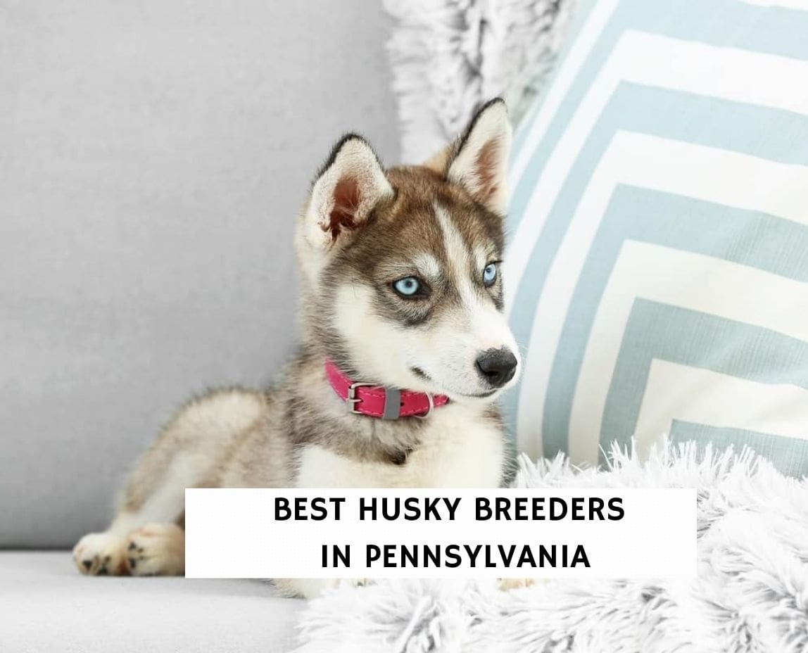 Best Husky Breeders in Pennsylvania! (2023) We Love