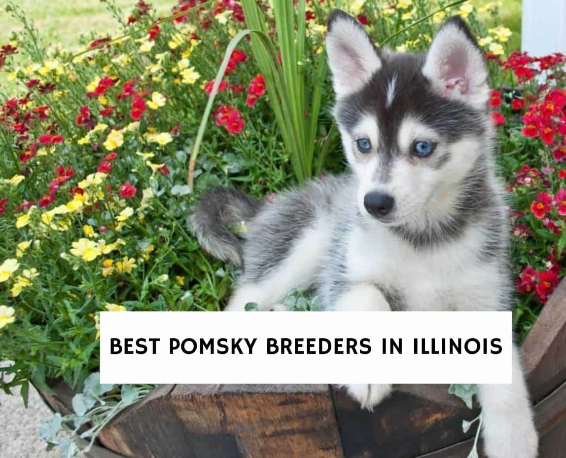 6 Best Pomsky Breeders in Illinois