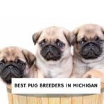 Best Pug Breeders in Michigan