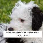 Best Sheepadoodle Breeders In Illinois