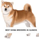 Best Shiba Breeders in Illinois