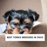 6 Best Yorkie Breeders in Ohio