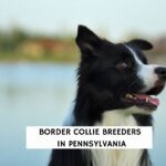 Border Collie Breeders in Pennsylvania