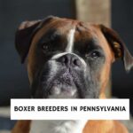 Boxer Breeders in Pennsylvania