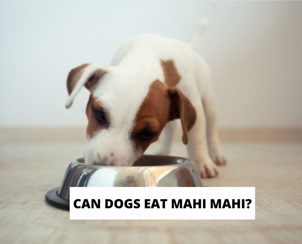 Can Dogs Eat Mahi Mahi? (2024) - We Love Doodles