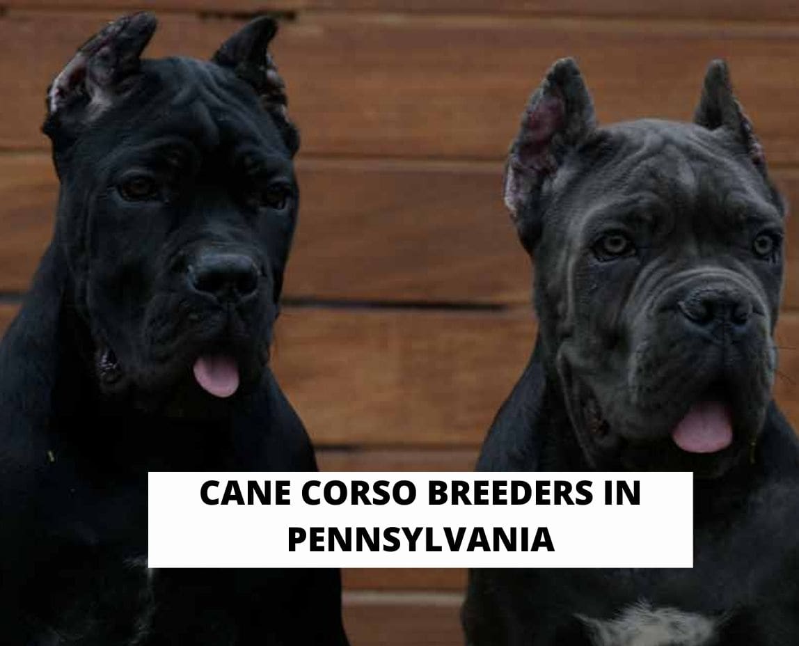 Cane Corso Breeder, PrideNJoyz Cane Corso