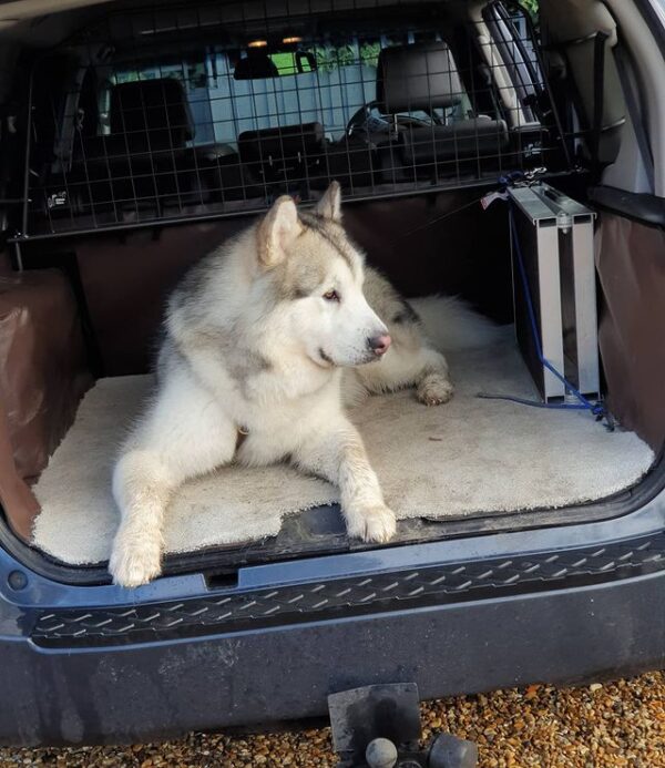 The 10 Best Subaru Outback Dog Barriers + Other Models! (2024) We