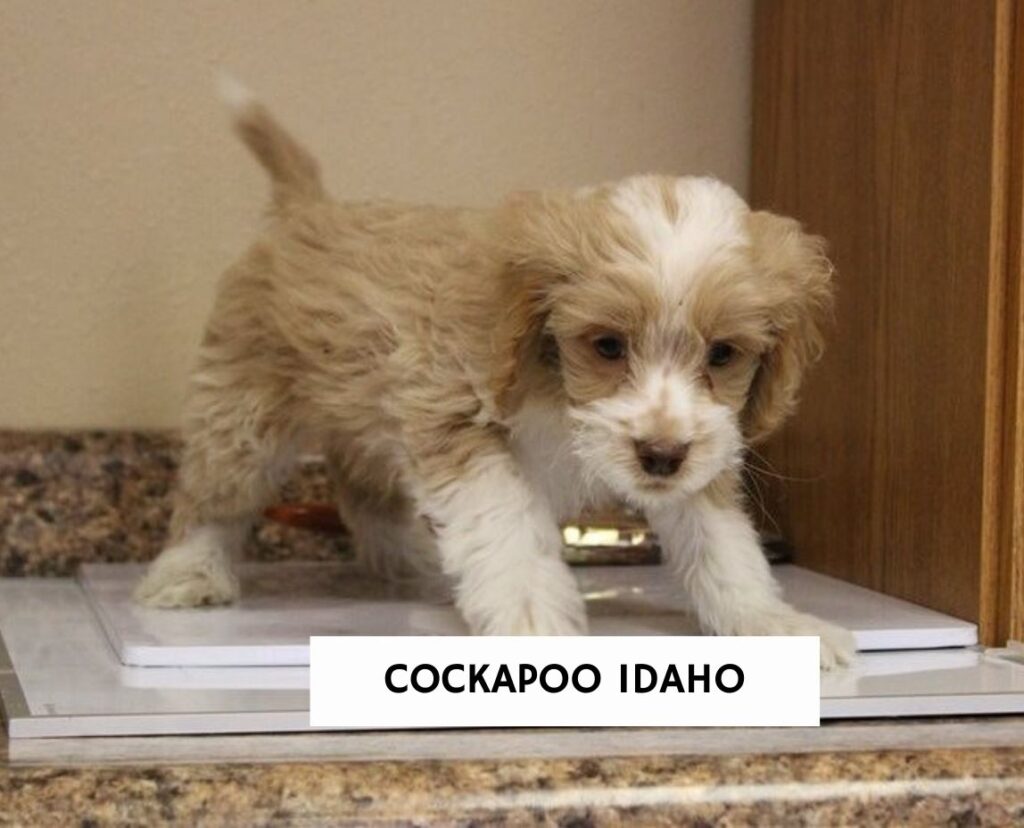 5 Best Cockapoo Breeders in Idaho! - We Love Doodles
